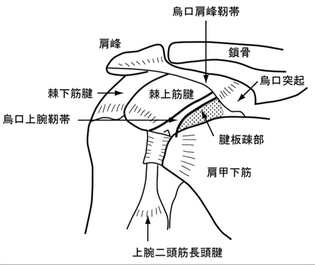 40肩・50肩・凍結肩（肩関節周囲炎）