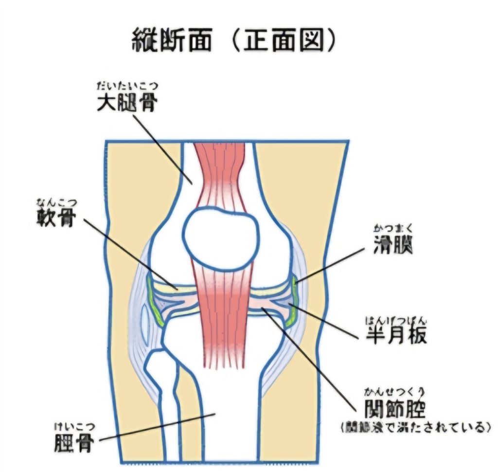 膝の内側が痛い・腫れている